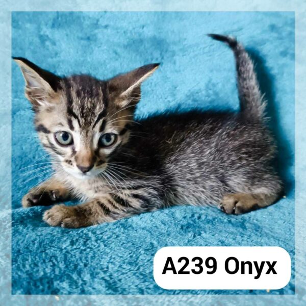 Onyx chaton