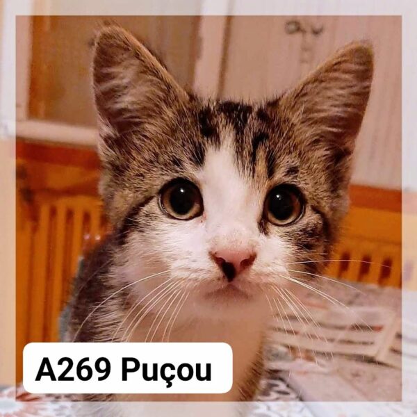 Puçou chaton