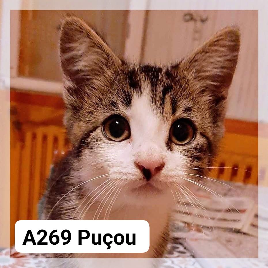Lire la suite à propos de l’article Puçou chaton
