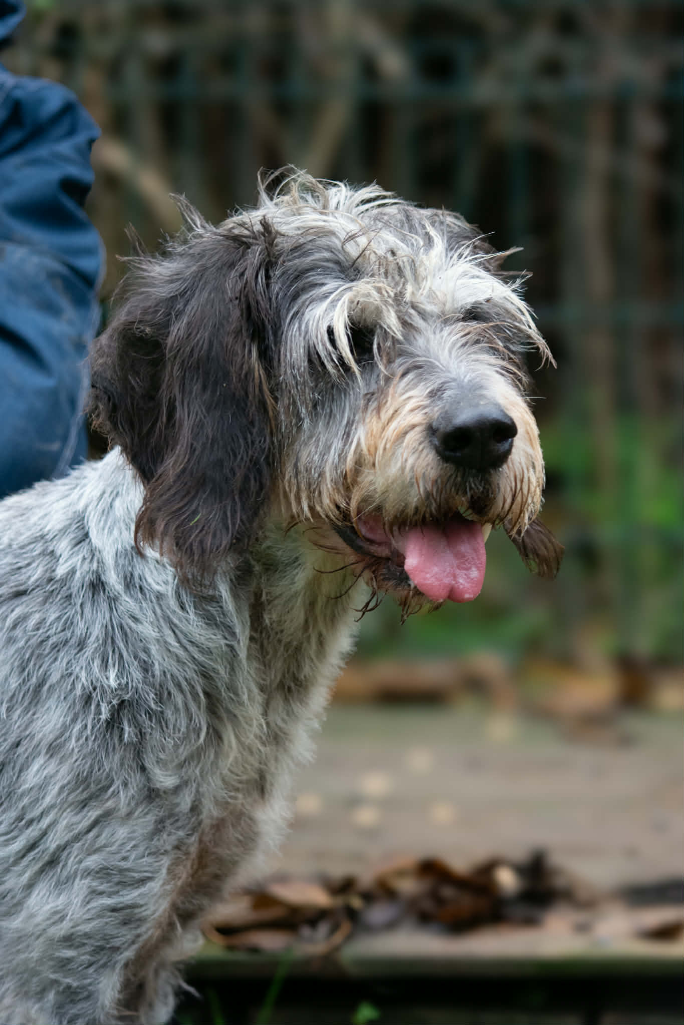 Lire la suite à propos de l’article Ibis