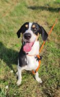 Marcus, chien à l’adoption à la SCPA de Carcassonne