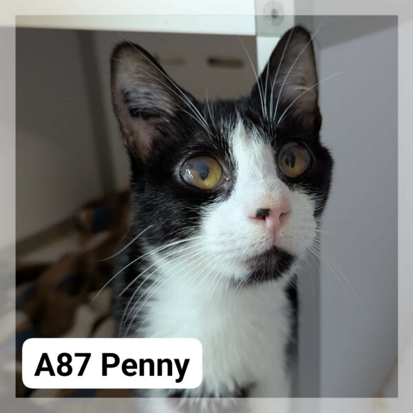 Penny