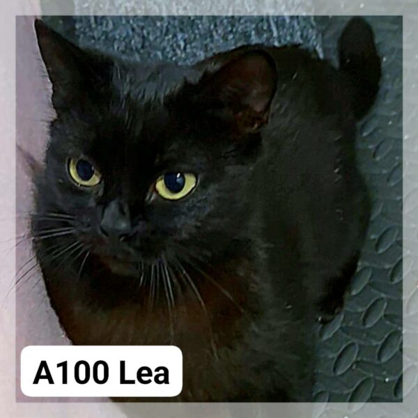 Lea