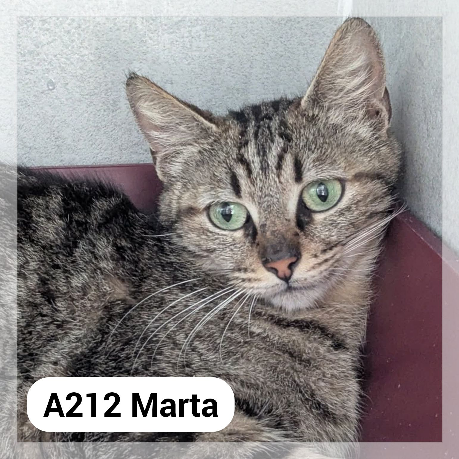 Lire la suite à propos de l’article Marta