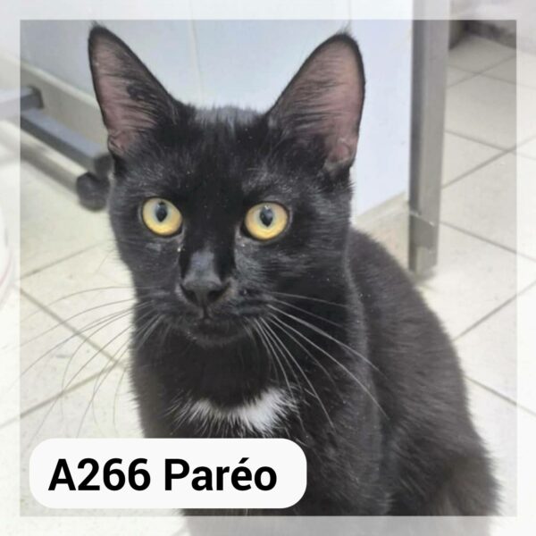 Pareo