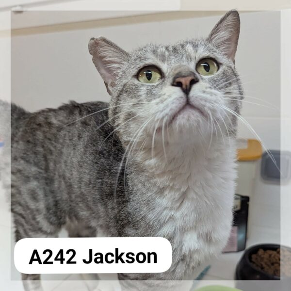 Jackson