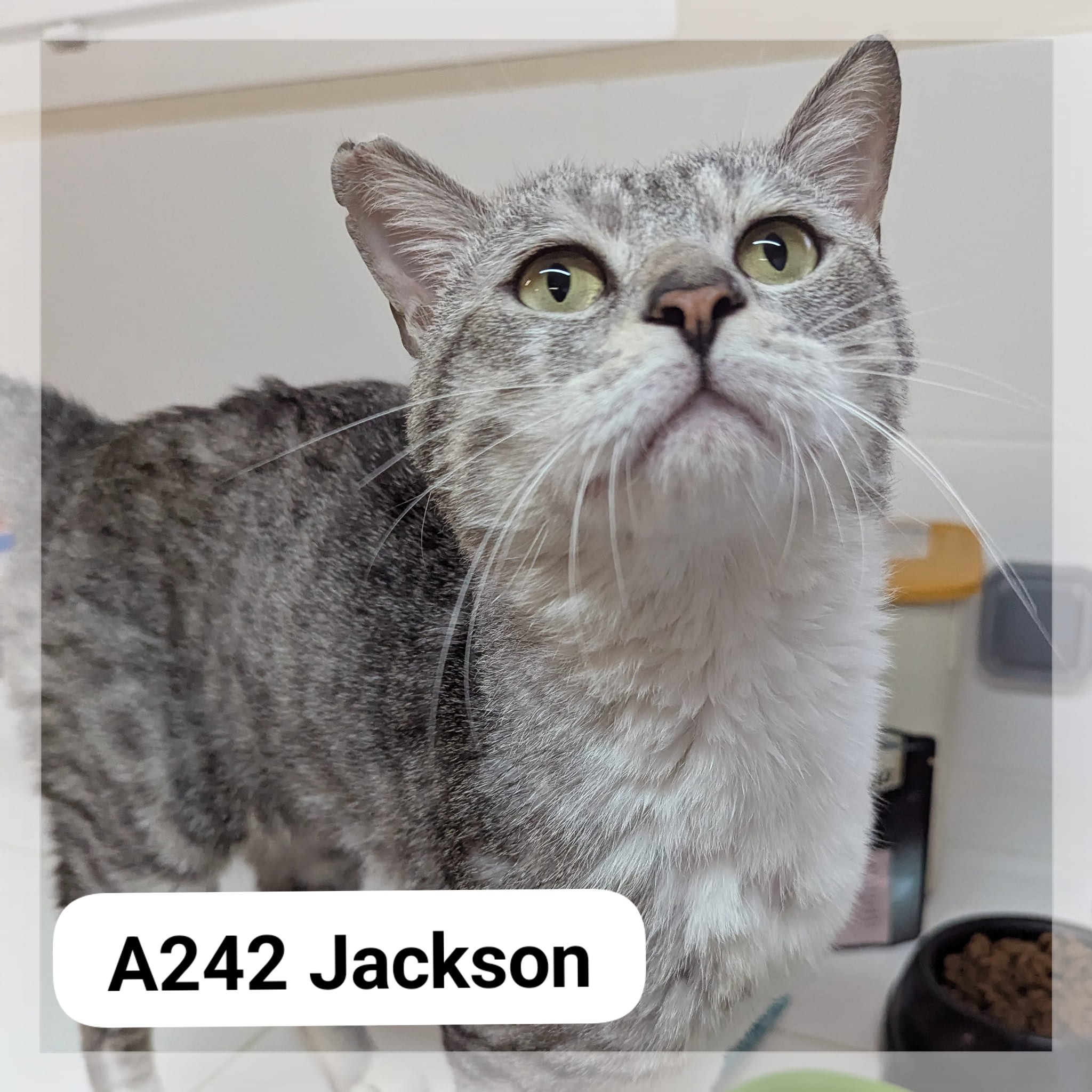 Lire la suite à propos de l’article Jackson