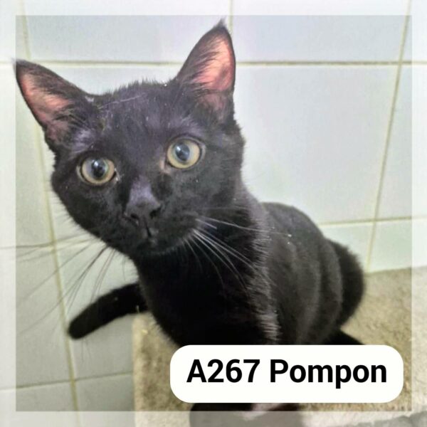 Pompon Chaton 6 mois