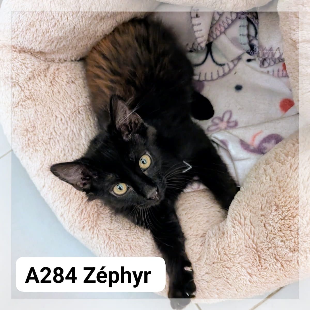 Lire la suite à propos de l’article Zéphir chaton