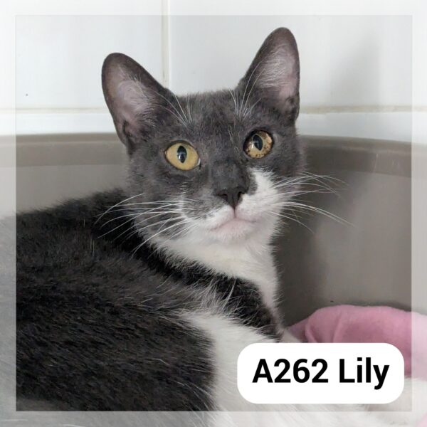 Lily