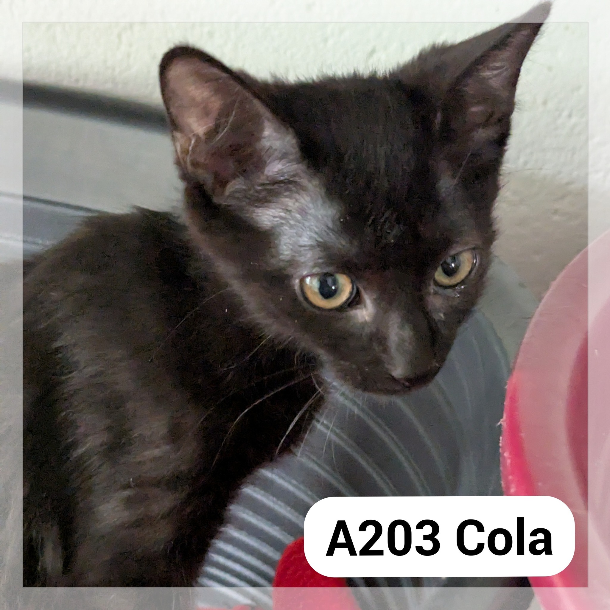Lire la suite à propos de l’article Cola chatonne