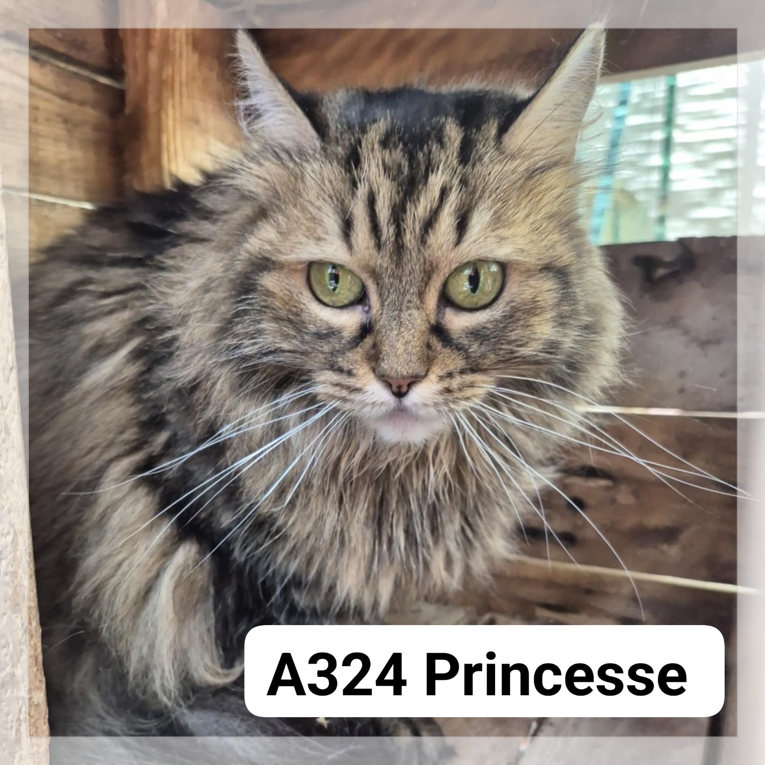 Lire la suite à propos de l’article Princesse