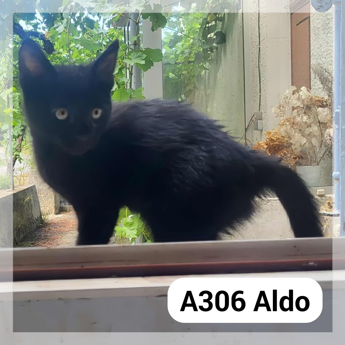 Lire la suite à propos de l’article Aldo chaton
