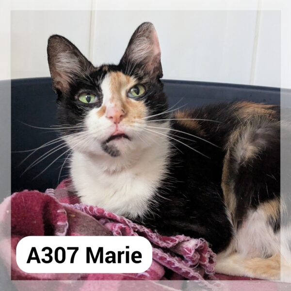 Marie