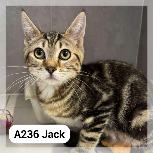 Jack chaton