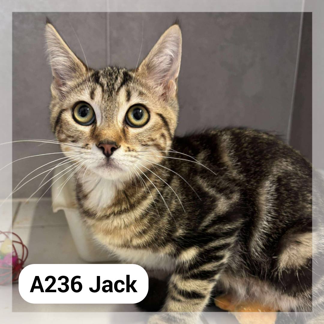 Lire la suite à propos de l’article Jack chaton