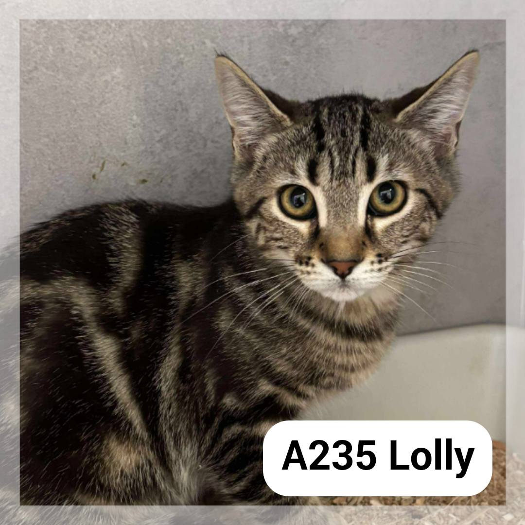 Lire la suite à propos de l’article Lolly chatonne