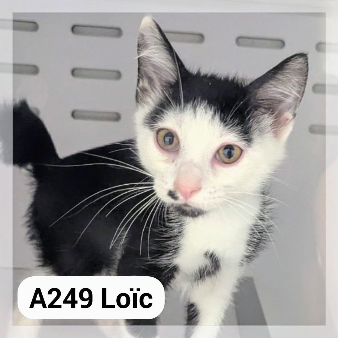 Lire la suite à propos de l’article Loïc chaton