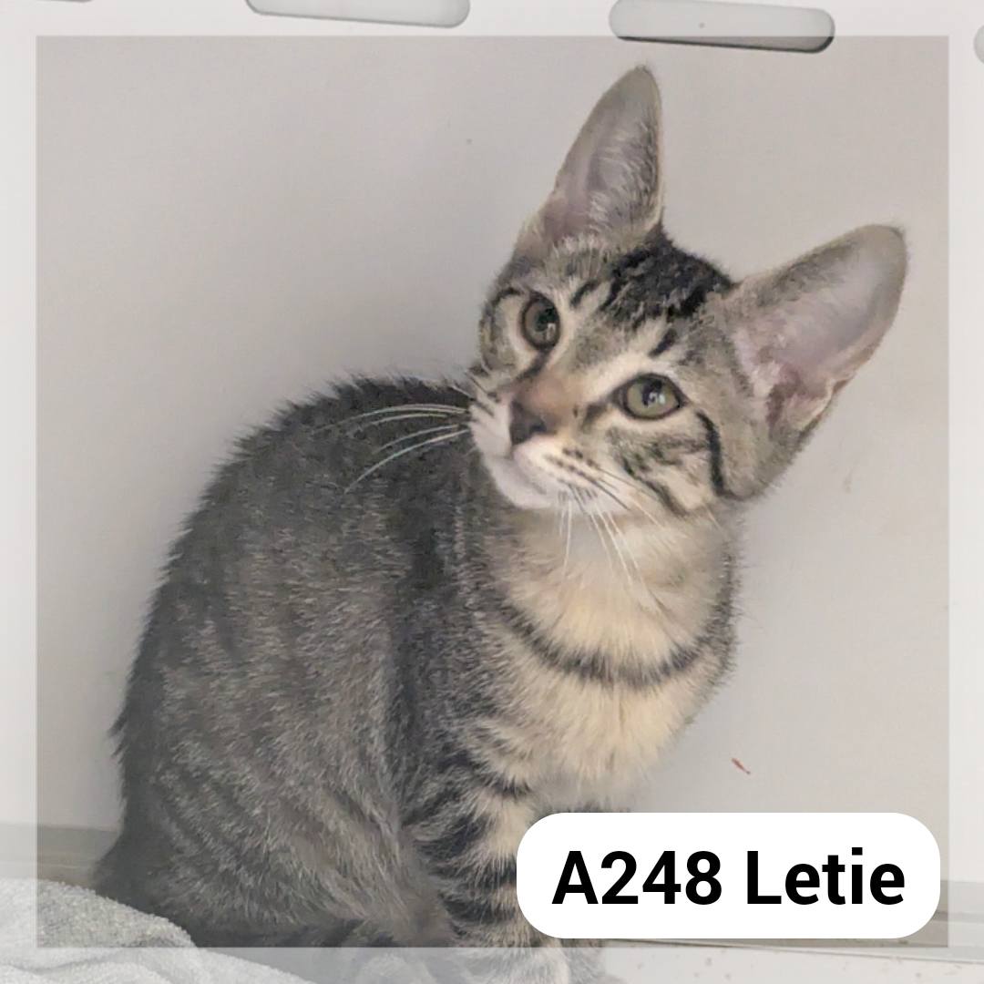 Lire la suite à propos de l’article Letie chatonne