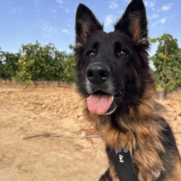Orka