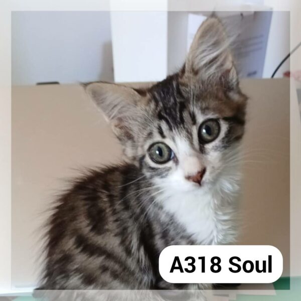 Soul chatonne