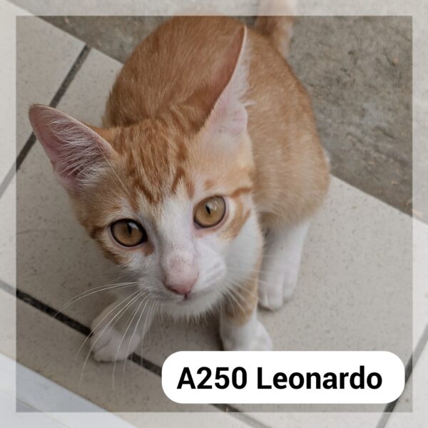 Leonardo chaton