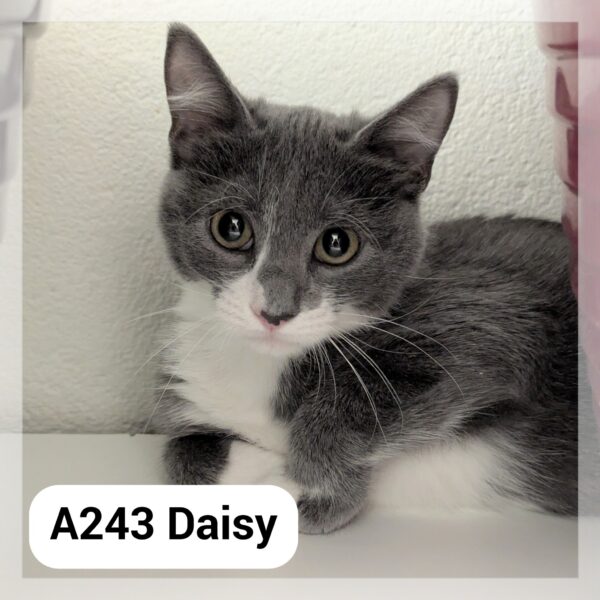 Daisy chatonne