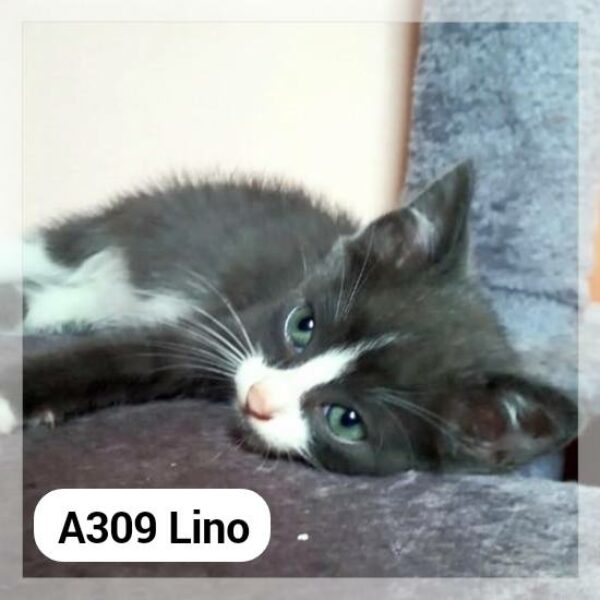 Lino chaton