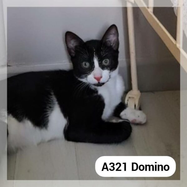 Domino chaton