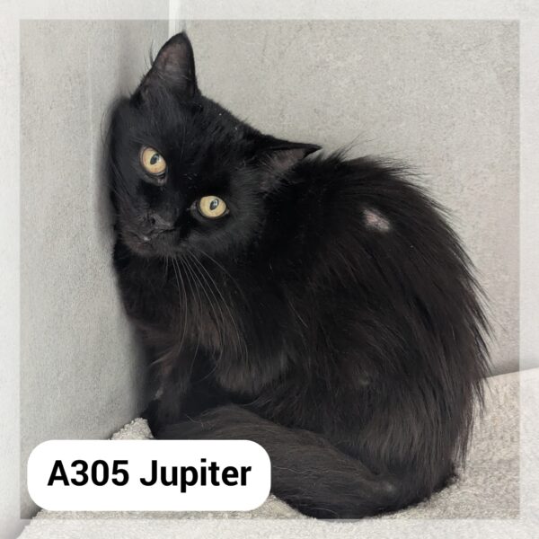 Jupiter