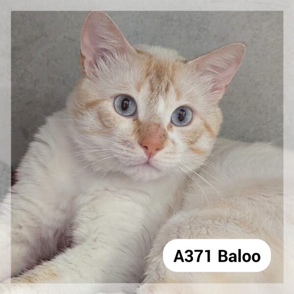 Baloo