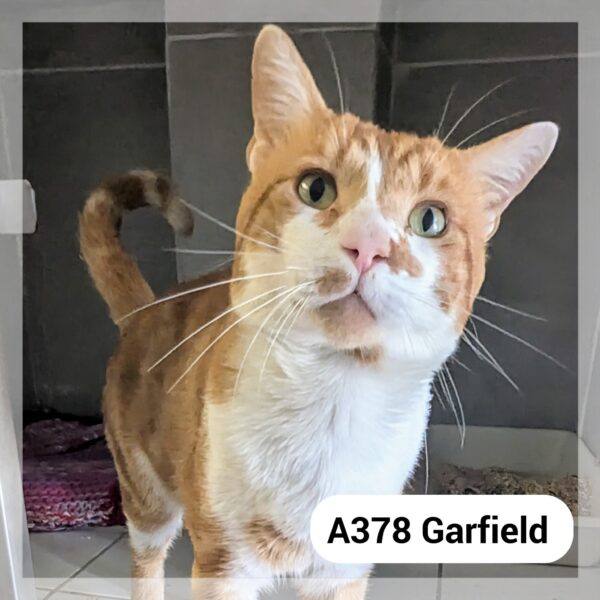 Garfield