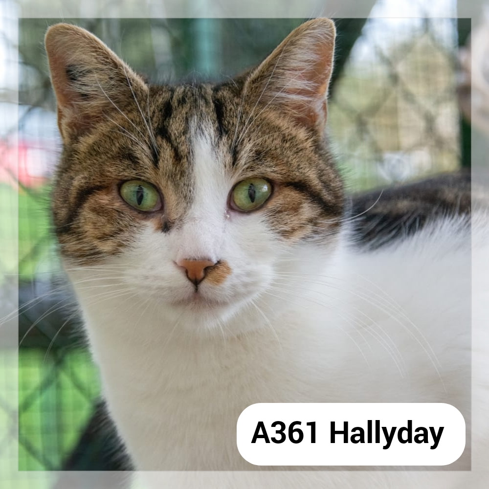 Lire la suite à propos de l’article Hallyday