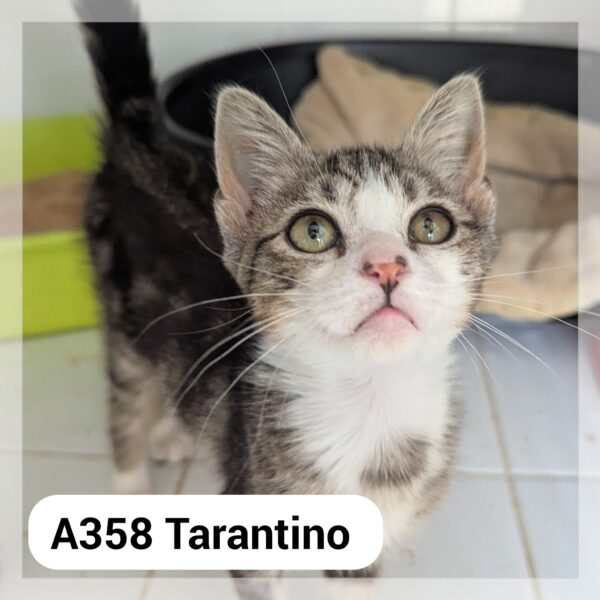 Tarantino chaton