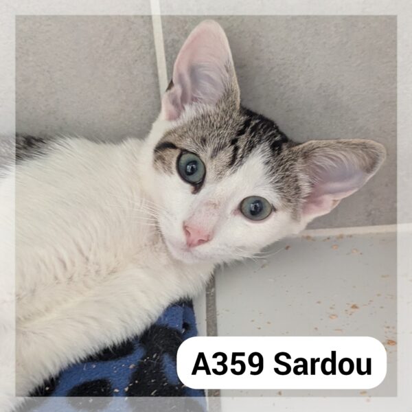 Sardou chaton