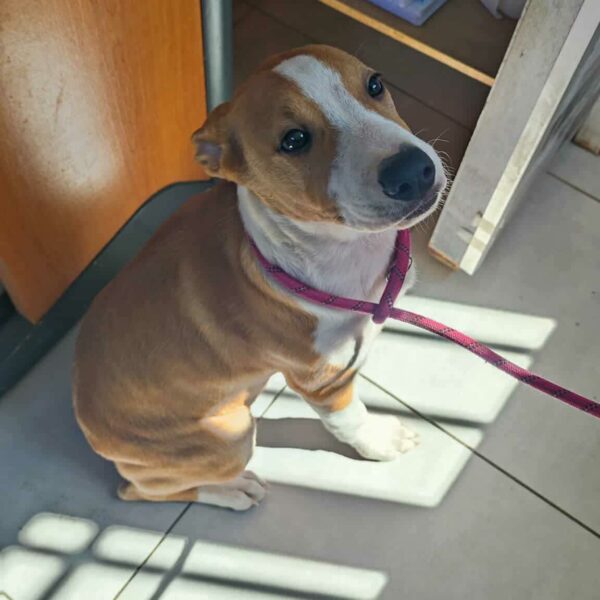 Idylle chiot