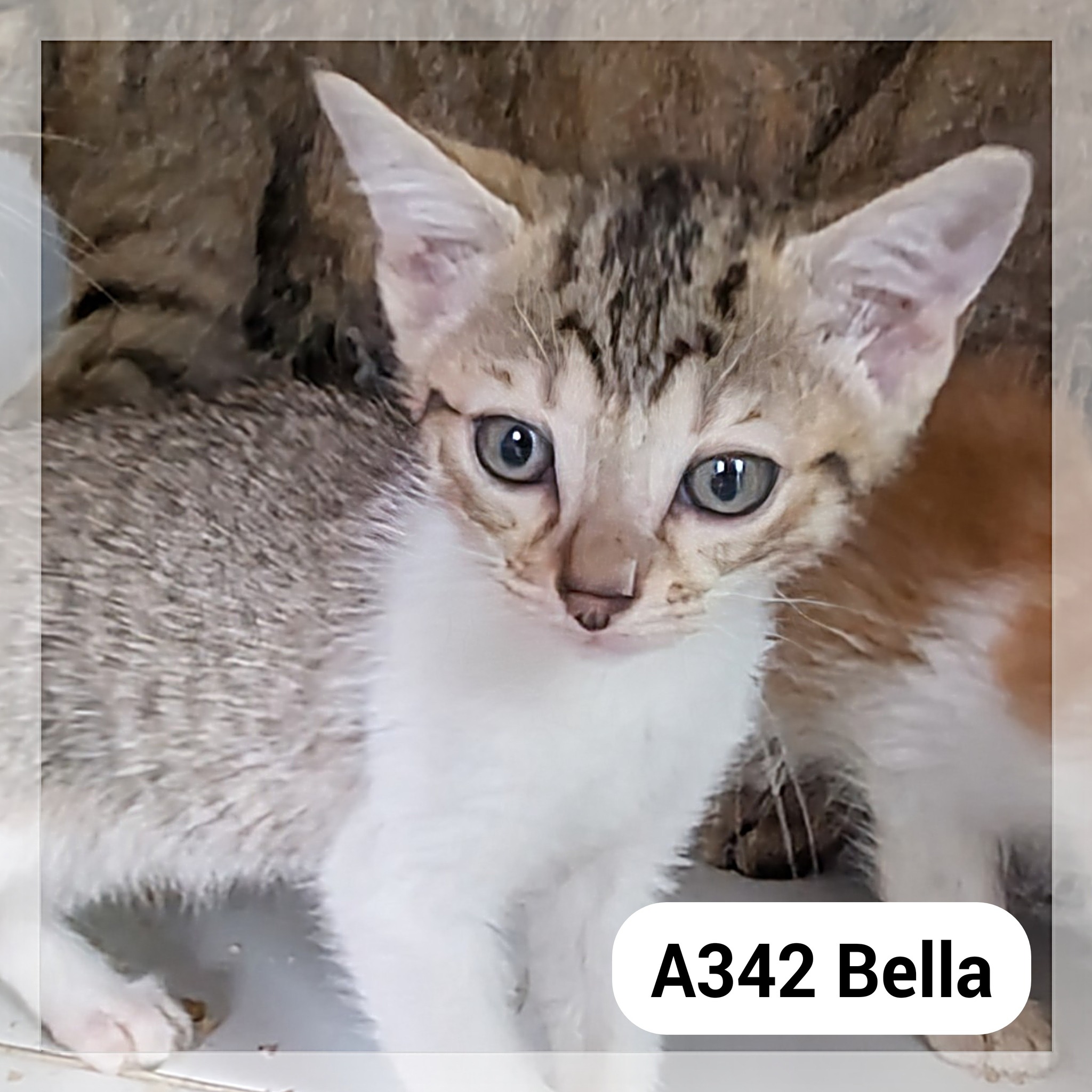 Lire la suite à propos de l’article Bella chatonne