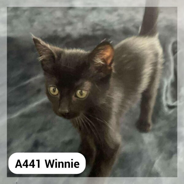Winnie CHATON