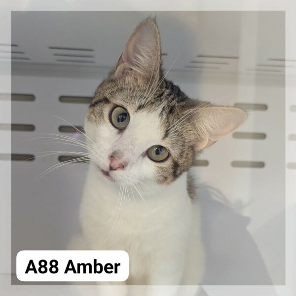 Amber