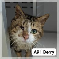 Berry, chat à l’adoption à la SCPA de Carcassonne