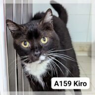 Kiro, chat à l’adoption à la SCPA de Carcassonne