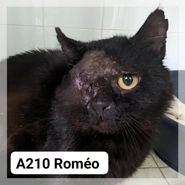 Roméo