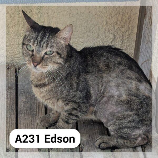 Edson