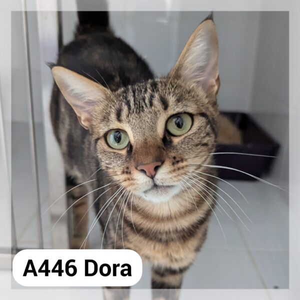 Dora
