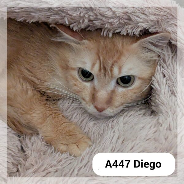 Diego