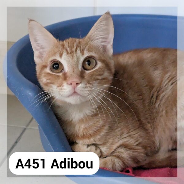 Adibou 6 Mois
