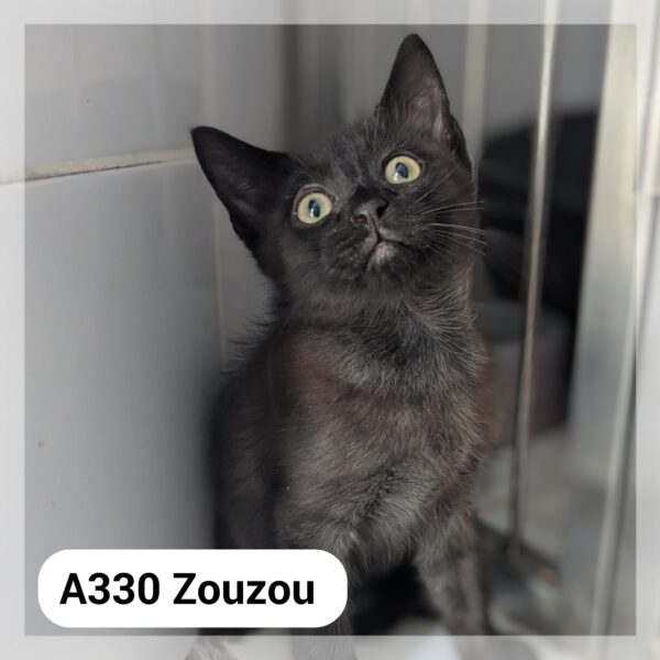 Zouzou chaton