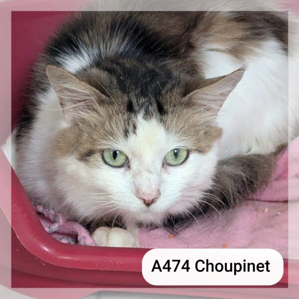 Choupinet