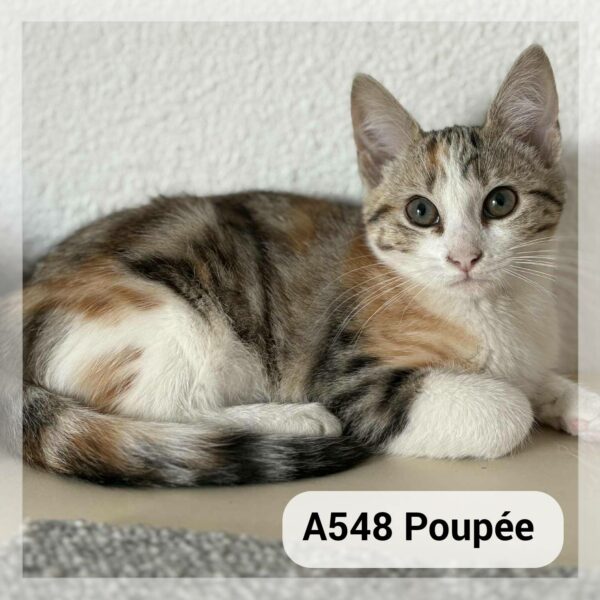Poupée chatonne
