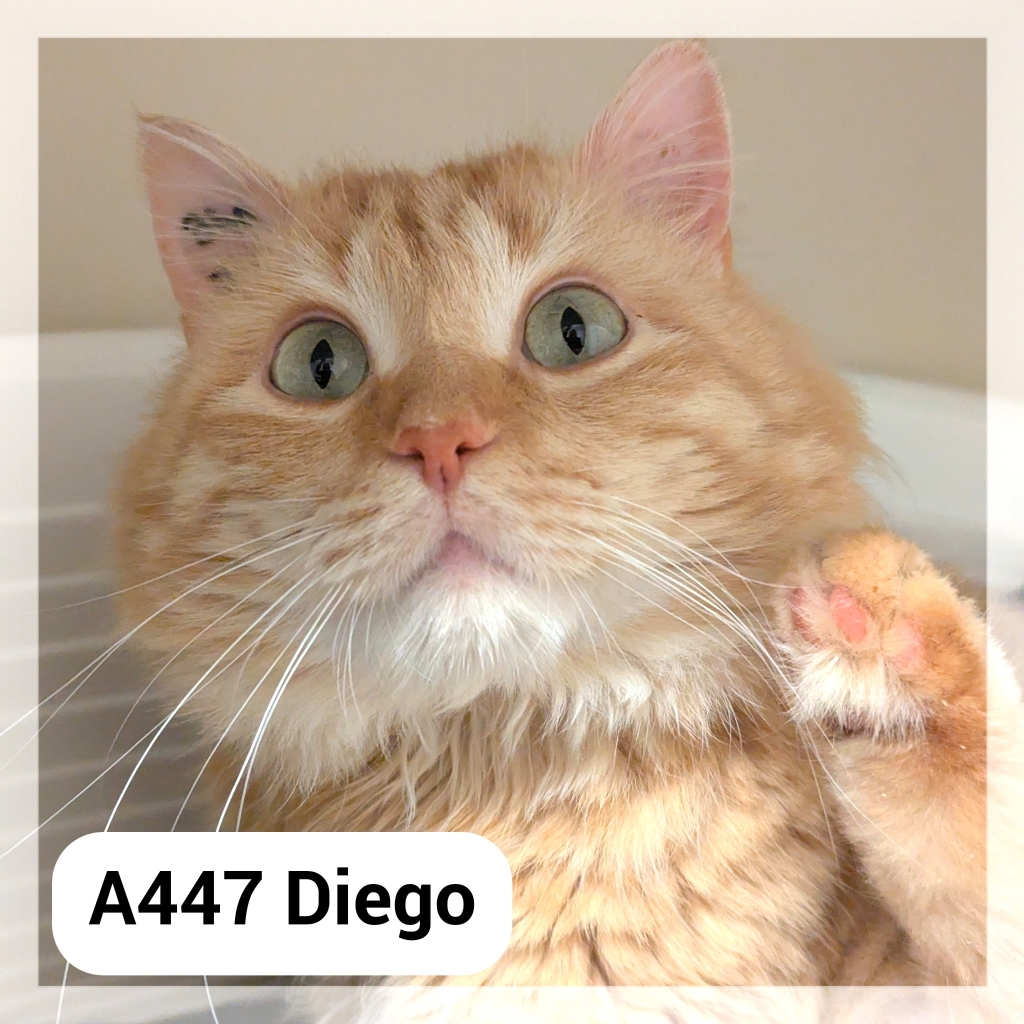 Lire la suite à propos de l’article Diego